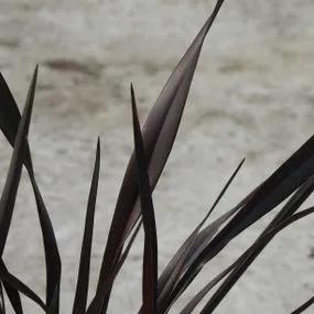Platts Black Flax Lily Plants (Phormium Platts Black) 3